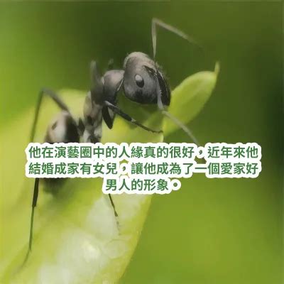 夢見消滅螞蟻|伊本·西林 (Ibn Sirin) 對夢見螞蟻的 30 種最重要的解讀